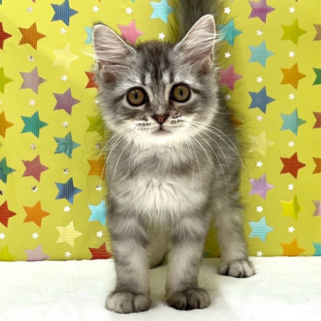 東京都のラガマフィン (かねだい足立店/2025年6月20日生まれ/男の子/シルバータビー)の子猫の1枚目の画像