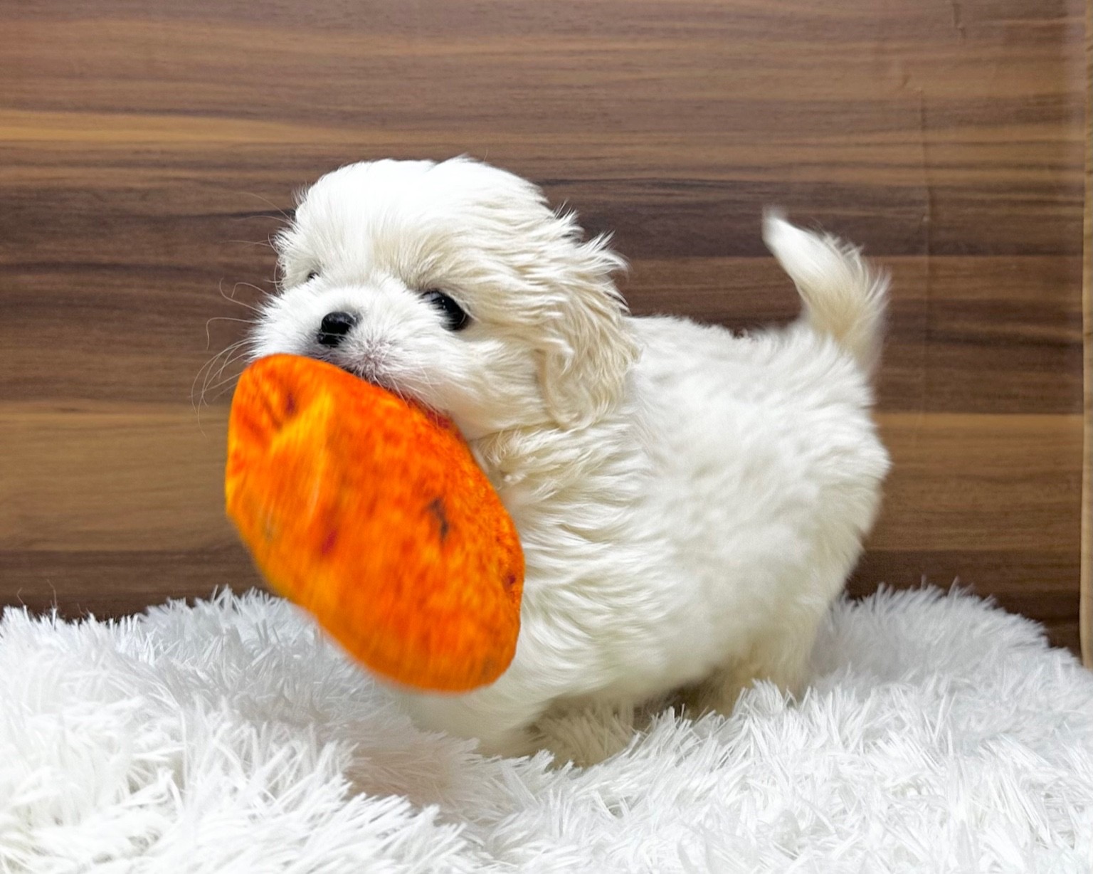 群馬県のハーフ犬・ミックス犬 (かねだいペットトライアル桐生/2025年7月1日生まれ/男の子/ホワイト)の子犬の2枚目の画像