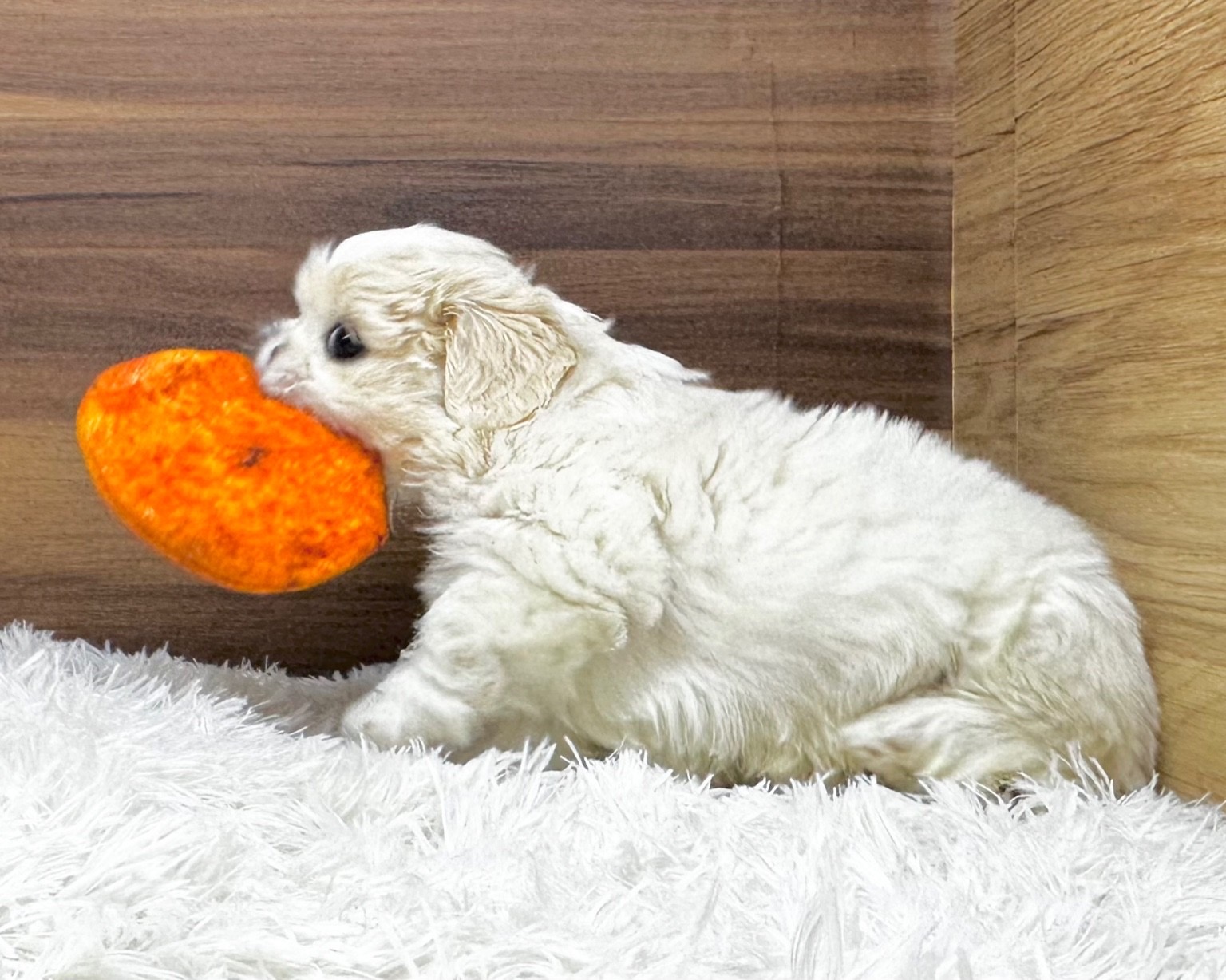 群馬県のハーフ犬・ミックス犬 (かねだいペットトライアル桐生/2025年7月1日生まれ/男の子/ホワイト)の子犬の3枚目の画像