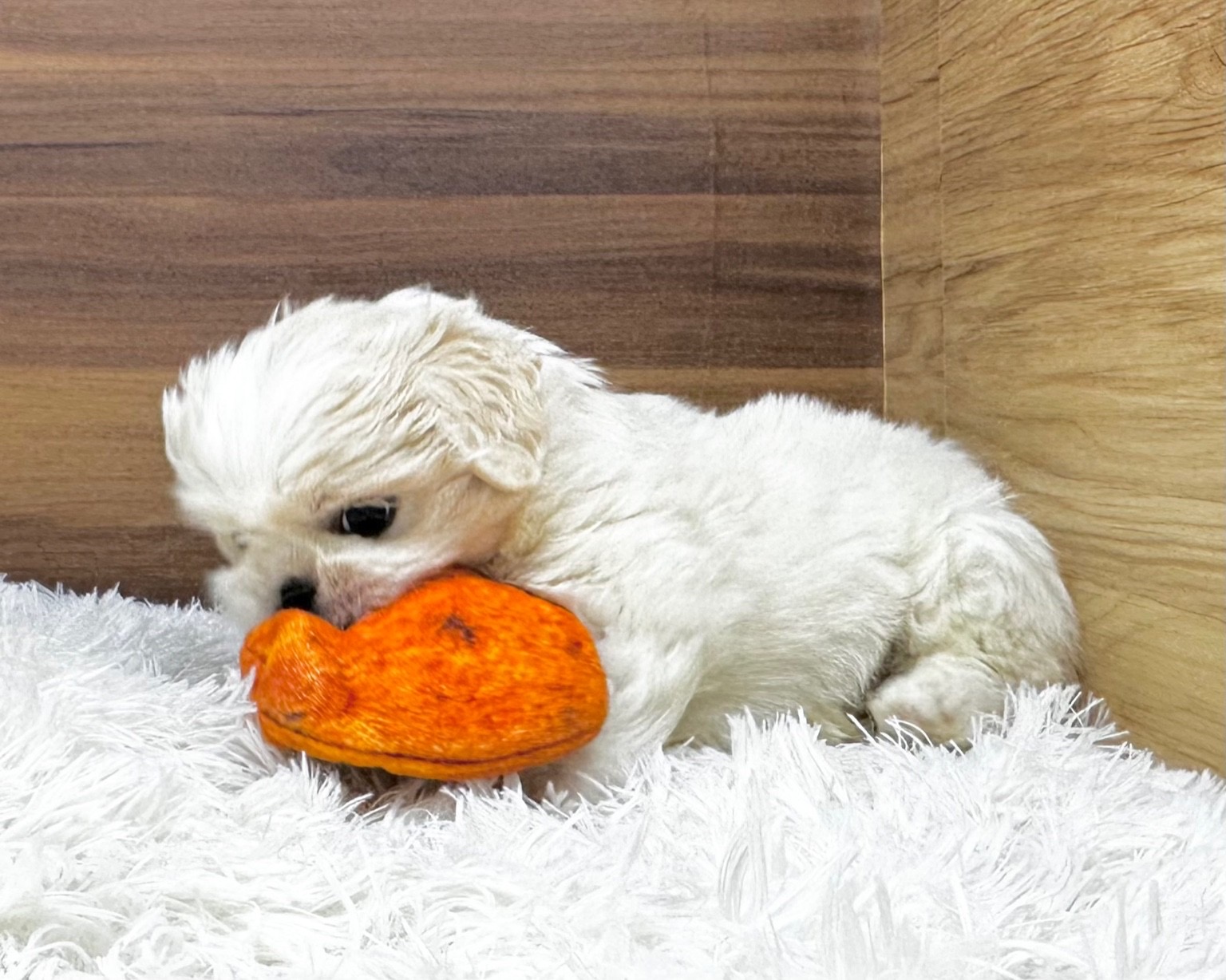 群馬県のハーフ犬・ミックス犬 (かねだいペットトライアル桐生/2025年7月1日生まれ/男の子/ホワイト)の子犬の4枚目の画像