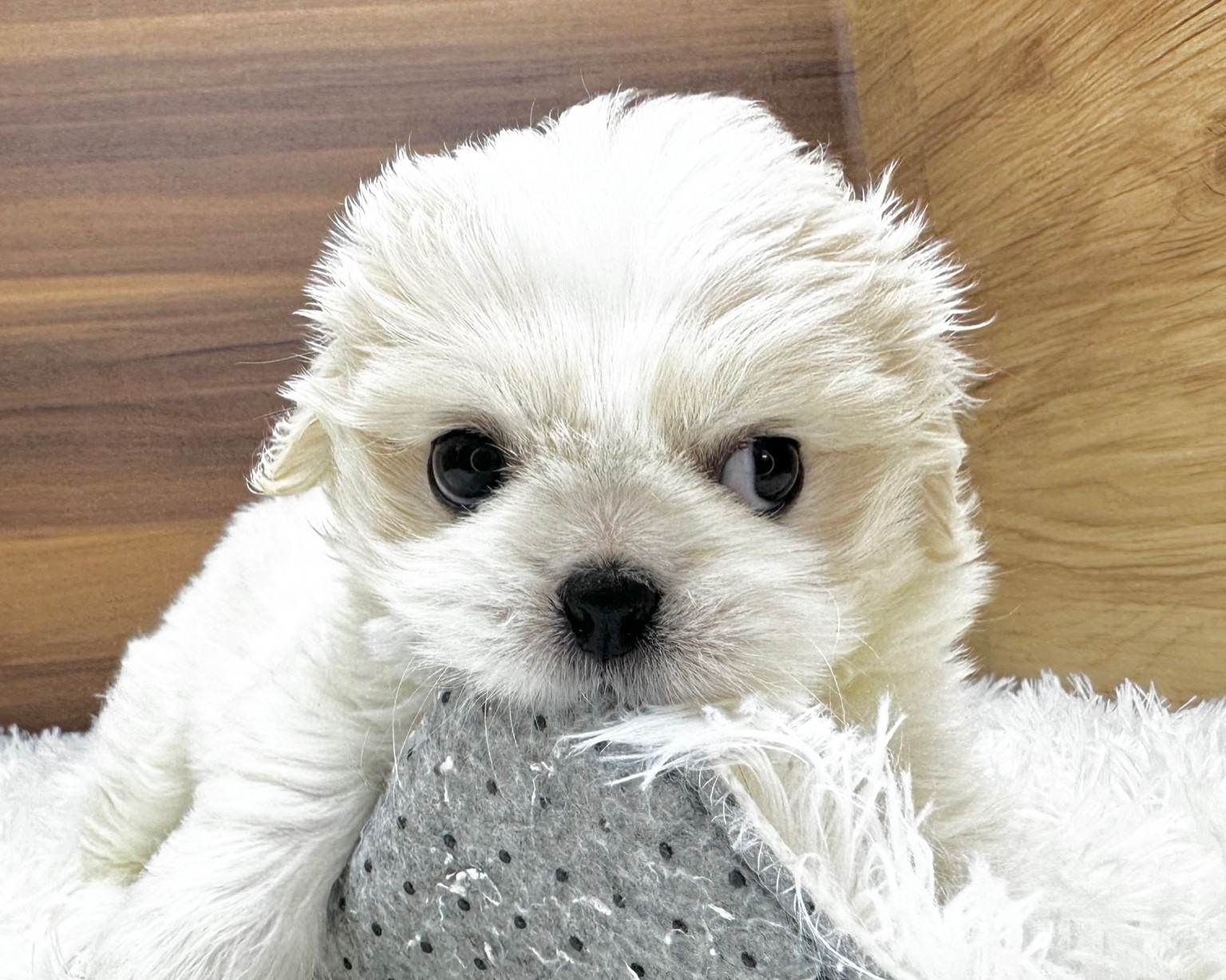 群馬県のハーフ犬・ミックス犬 (かねだいペットトライアル桐生/2025年7月1日生まれ/男の子/ホワイト)の子犬の1枚目の画像