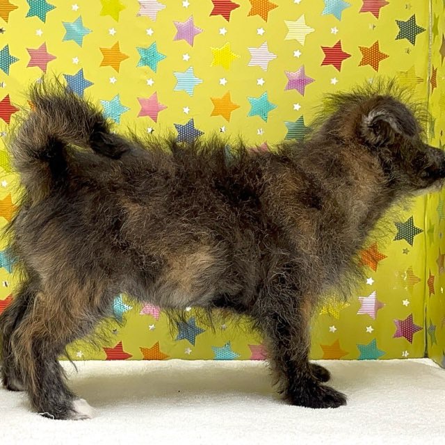 東京都のハーフ犬・ミックス犬 (かねだい足立店/2025年6月1日生まれ/女の子/その他色)の子犬の2枚目の画像