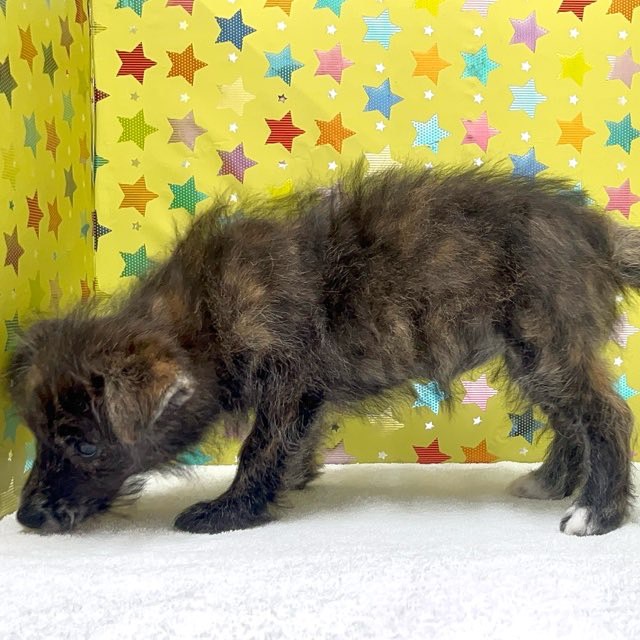 東京都のハーフ犬・ミックス犬 (かねだい足立店/2025年6月1日生まれ/女の子/その他色)の子犬の3枚目の画像