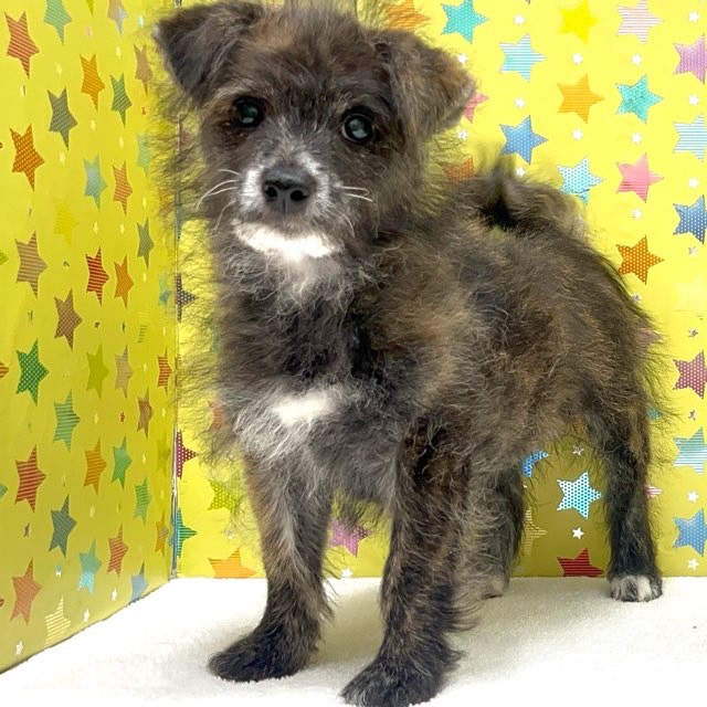 東京都のハーフ犬・ミックス犬 (かねだい足立店/2025年6月1日生まれ/女の子/その他色)の子犬の1枚目の画像