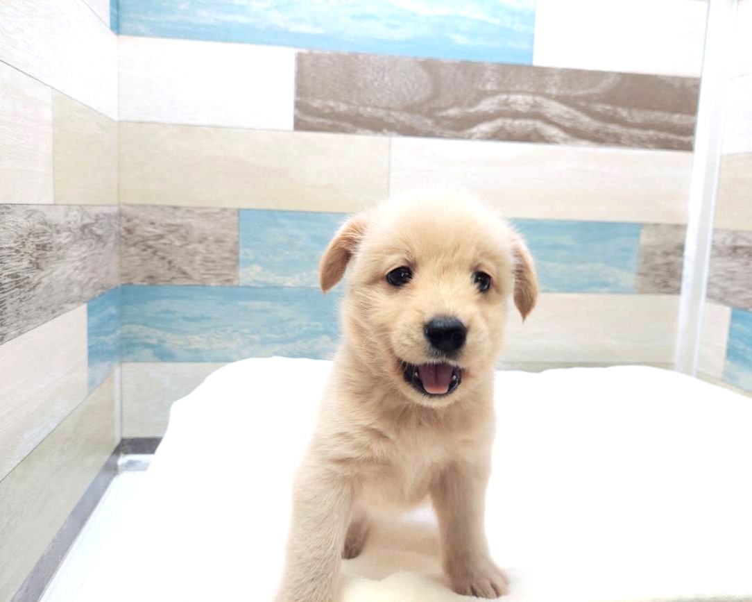 茨城県の柴犬×Tプードル (かねだいペットトライアル利根川/2025年7月1日生まれ/女の子/クリーム)の子犬の3枚目の画像