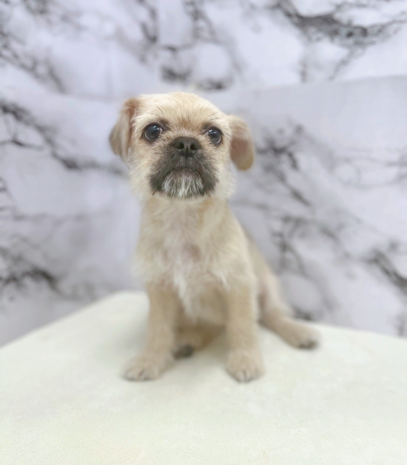 神奈川県のハーフ犬・ミックス犬 (かねだい東戸塚店/2025年5月31日生まれ/女の子/フォーン)の子犬の1枚目の画像