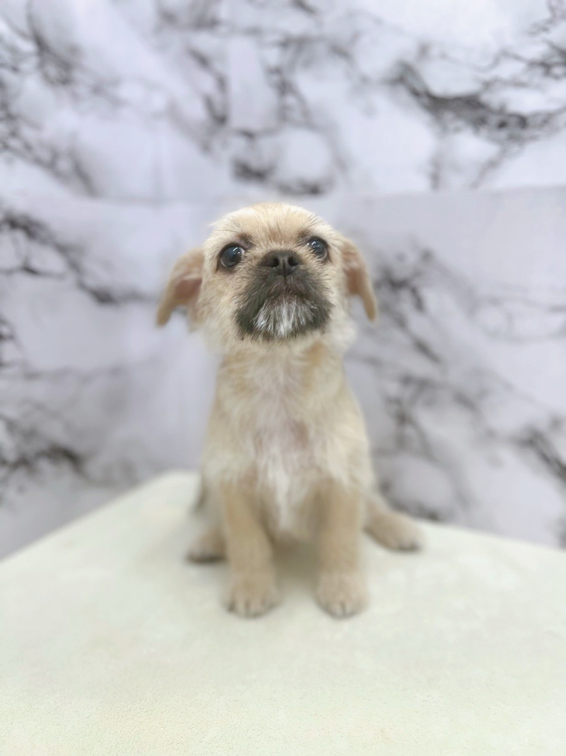 神奈川県のハーフ犬・ミックス犬 (かねだい東戸塚店/2025年5月31日生まれ/女の子/フォーン)の子犬の2枚目の画像