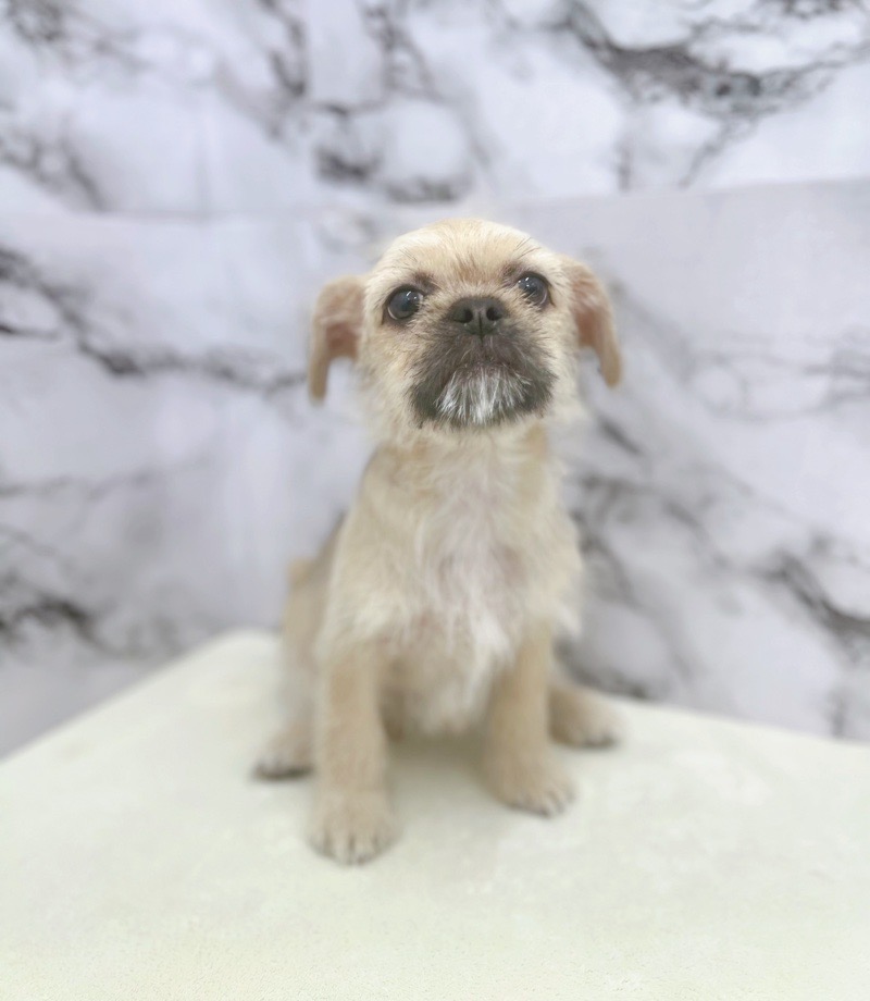 神奈川県のハーフ犬・ミックス犬 (かねだい東戸塚店/2025年5月31日生まれ/女の子/フォーン)の子犬の4枚目の画像