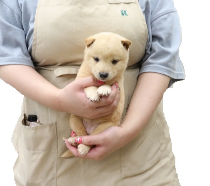 神奈川県の柴犬(標準サイズ) (かねだい伊勢原店/2025年7月19日生まれ/女の子/白)の子犬