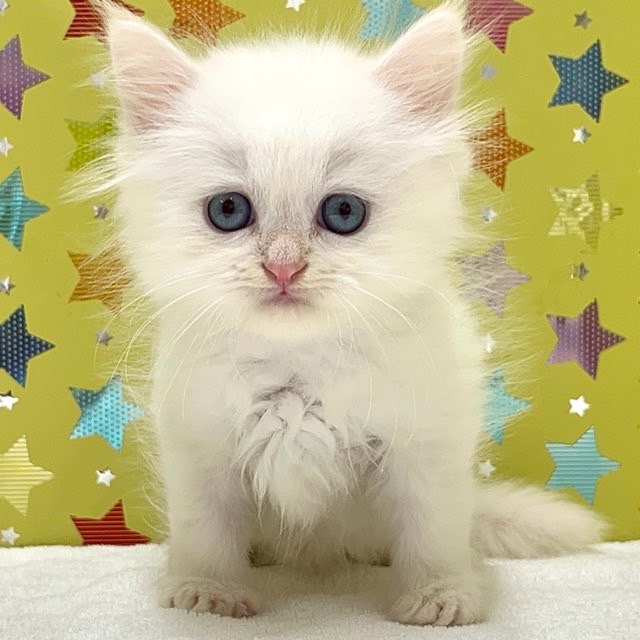 東京都のサイベリアン (かねだい足立店/2025年7月19日生まれ/男の子/ホワイト)の子猫の1枚目の画像