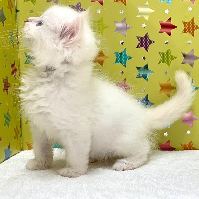 東京都のサイベリアン (かねだい足立店/2025年7月19日生まれ/男の子/ホワイト)の子猫の3枚目の画像
