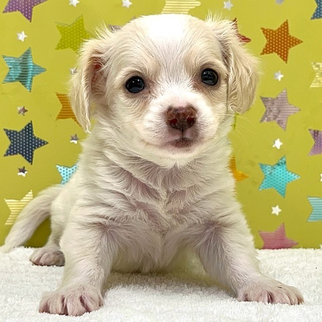 東京都のハーフ犬・ミックス犬 (かねだい足立店/2025年7月20日生まれ/男の子/その他色)の子犬の1枚目の画像