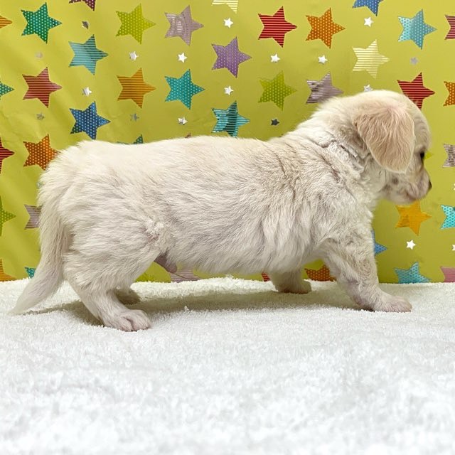 東京都のハーフ犬・ミックス犬 (かねだい足立店/2025年7月20日生まれ/男の子/その他色)の子犬の2枚目の画像