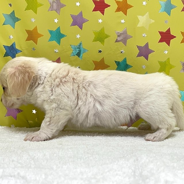 東京都のハーフ犬・ミックス犬 (かねだい足立店/2025年7月20日生まれ/男の子/その他色)の子犬の3枚目の画像