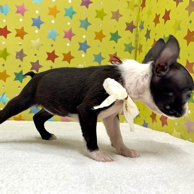 東京都のボストンテリア (かねだい足立店/2025年7月19日生まれ/女の子/ボストンカラー)の子犬の3枚目の画像