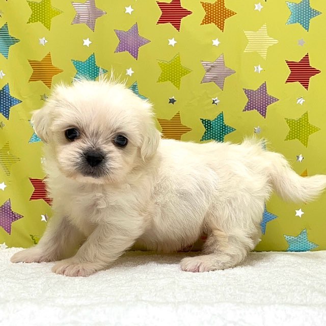 東京都のハーフ犬・ミックス犬 (かねだい足立店/2025年7月19日生まれ/男の子/その他色)の子犬の2枚目の画像