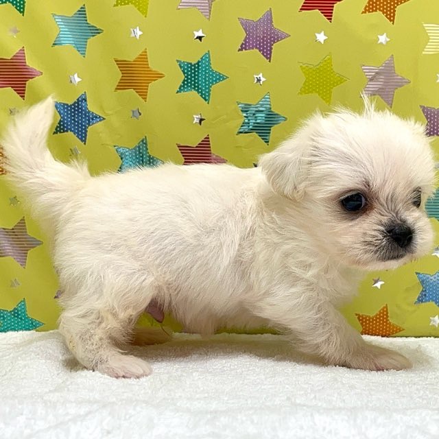 東京都のハーフ犬・ミックス犬 (かねだい足立店/2025年7月19日生まれ/男の子/その他色)の子犬の3枚目の画像