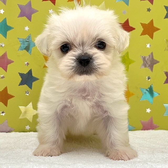 東京都のハーフ犬・ミックス犬 (かねだい足立店/2025年7月19日生まれ/男の子/その他色)の子犬
