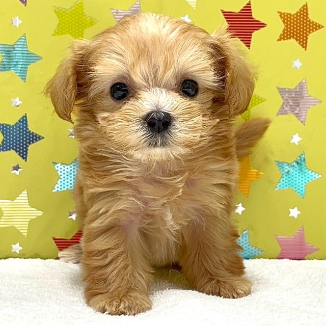 東京都のハーフ犬・ミックス犬 (かねだい足立店/2025年7月16日生まれ/男の子/アプリコット)の子犬の1枚目の画像