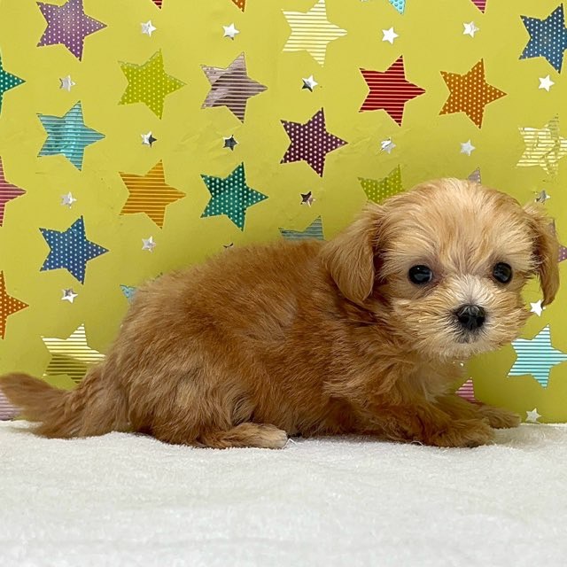 東京都のハーフ犬・ミックス犬 (かねだい足立店/2025年7月16日生まれ/男の子/アプリコット)の子犬の2枚目の画像