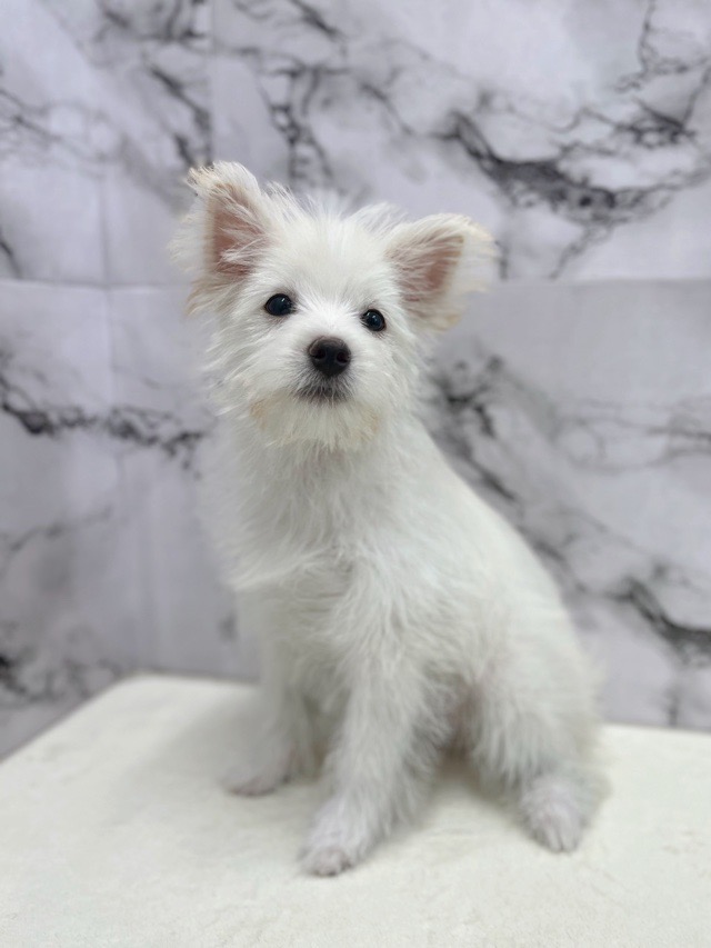 神奈川県のハーフ犬・ミックス犬 (かねだい東戸塚店/2025年6月7日生まれ/男の子/クリームホワイト)の子犬の1枚目の画像