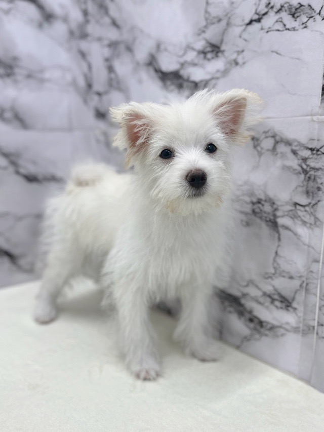 神奈川県のハーフ犬・ミックス犬 (かねだい東戸塚店/2025年6月7日生まれ/男の子/クリームホワイト)の子犬の2枚目の画像