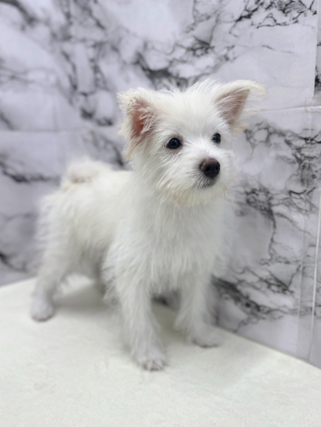 神奈川県のハーフ犬・ミックス犬 (かねだい東戸塚店/2025年6月7日生まれ/男の子/クリームホワイト)の子犬の3枚目の画像