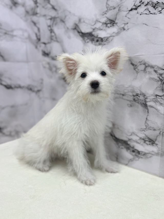 神奈川県のハーフ犬・ミックス犬 (かねだい東戸塚店/2025年6月7日生まれ/男の子/クリームホワイト)の子犬の4枚目の画像