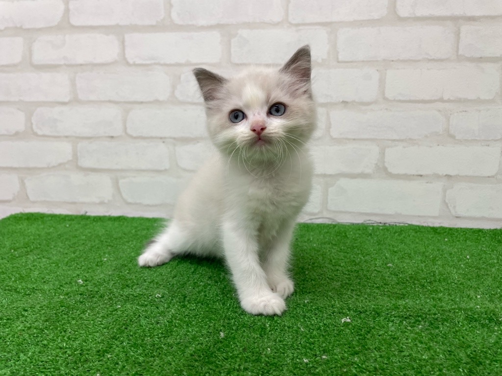 東京都のラグドール (かねだい立川店/2025年7月18日生まれ/男の子/ブルーポイントバイカラー)の子猫