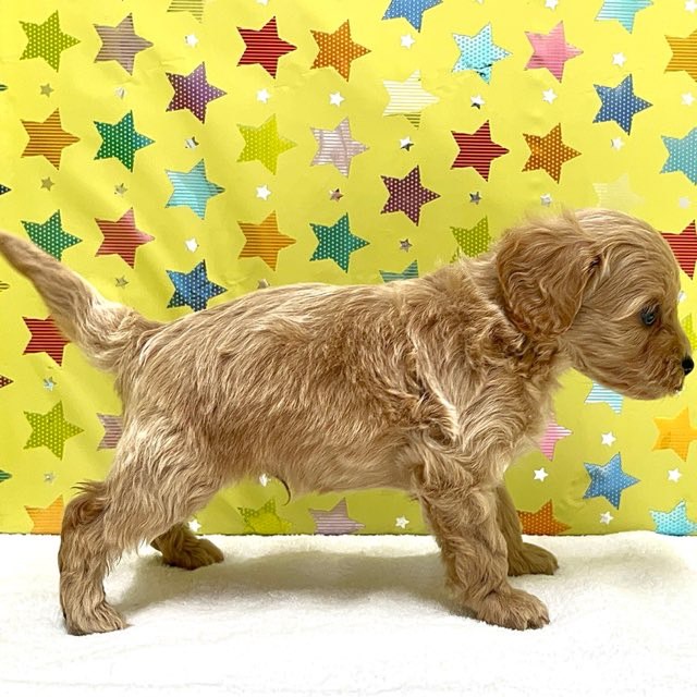 東京都のハーフ犬・ミックス犬 (かねだい足立店/2025年7月19日生まれ/男の子/アプリコットホワイト)の子犬の3枚目の画像