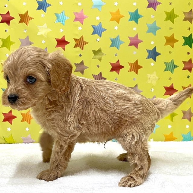 東京都のハーフ犬・ミックス犬 (かねだい足立店/2025年7月19日生まれ/男の子/アプリコットホワイト)の子犬の2枚目の画像