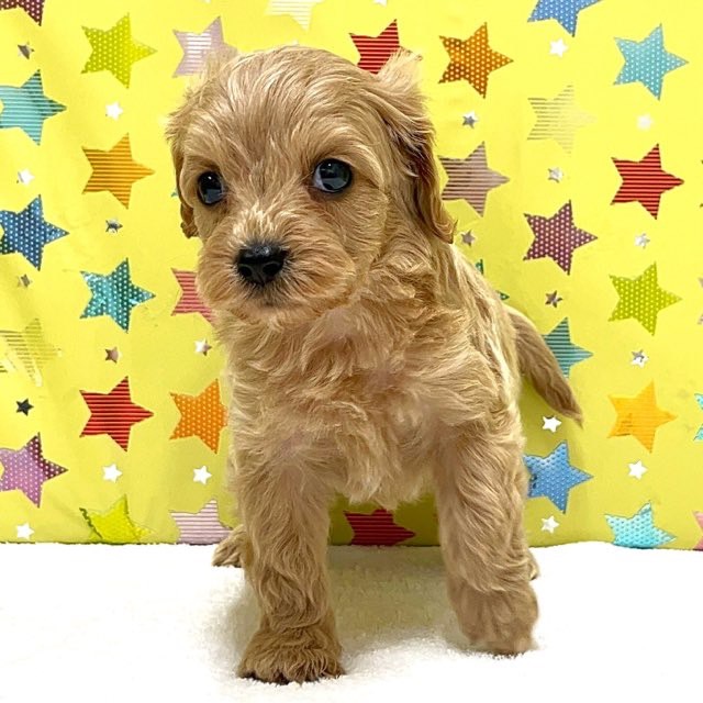 東京都のハーフ犬・ミックス犬 (かねだい足立店/2025年7月19日生まれ/男の子/アプリコットホワイト)の子犬
