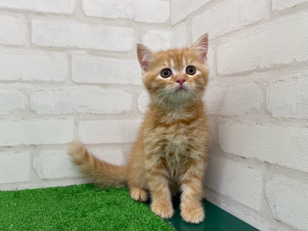 東京都のマンチカン (かねだい立川店/2025年7月20日生まれ/男の子/レッドタビー)の子猫