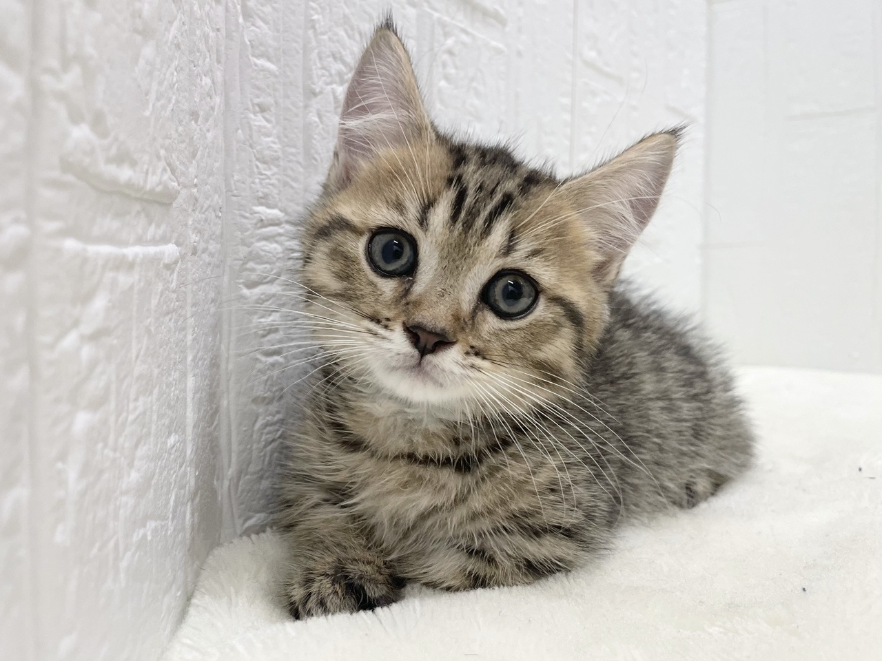 東京都のマンチカン (かねだい青梅店/2025年7月16日生まれ/男の子/ブラウンタビー)の子猫の1枚目の画像
