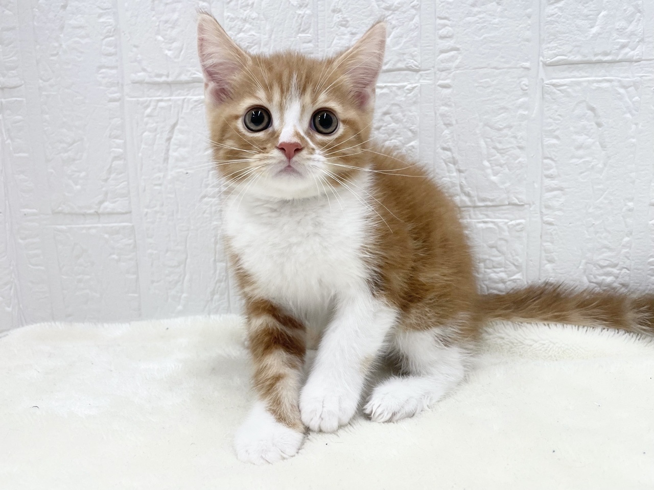 東京都のマンチカン (かねだい青梅店/2025年7月18日生まれ/男の子/レッドタビーホワイト)の子猫の1枚目の画像