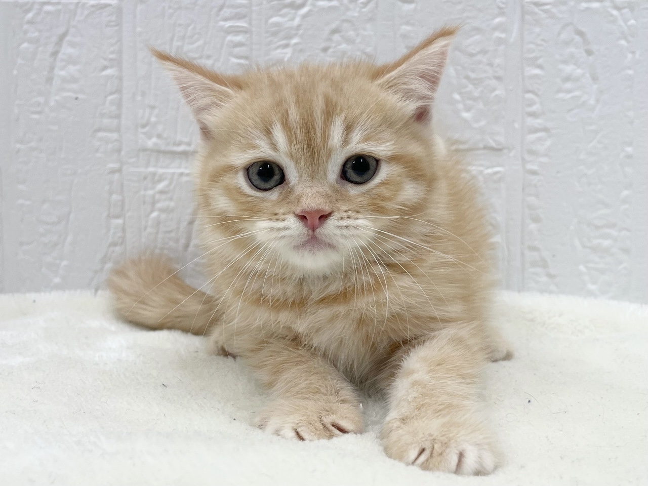 東京都のマンチカン (かねだい青梅店/2025年7月20日生まれ/女の子/レッドタビー)の子猫の1枚目の画像