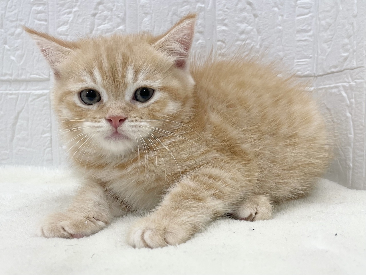 東京都のマンチカン (かねだい青梅店/2025年7月20日生まれ/女の子/レッドタビー)の子猫の3枚目の画像