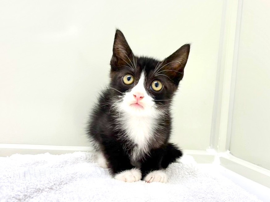 東京都のＭＩＸ猫　ラグスコ (かねだい本町田店/2025年7月5日生まれ/男の子/ブラックホワイト)の子猫の2枚目の画像
