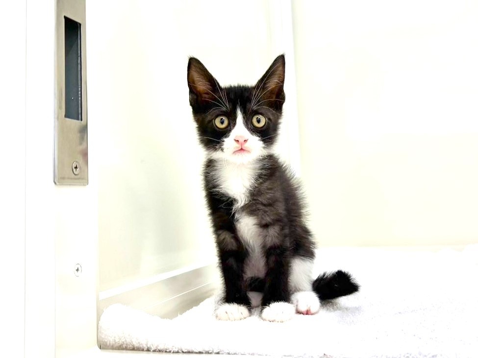 東京都のＭＩＸ猫　ラグスコ (かねだい本町田店/2025年7月5日生まれ/男の子/ブラックホワイト)の子猫の3枚目の画像