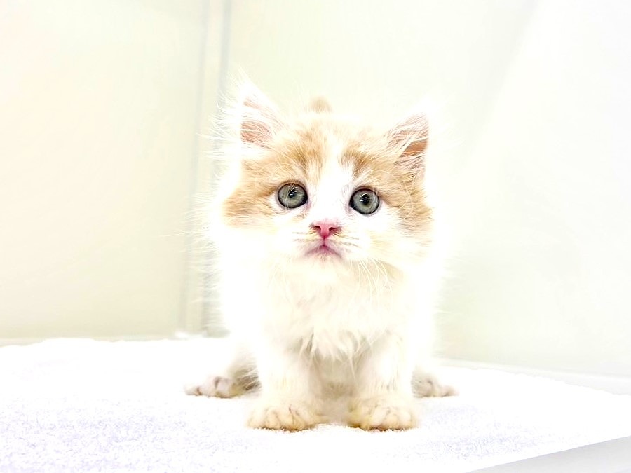 東京都のマンチカン (かねだい本町田店/2025年7月20日生まれ/女の子/クリームタビーホワイト)の子猫の1枚目の画像