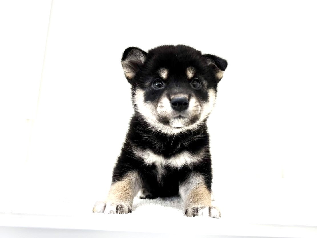 東京都の豆柴 (かねだい本町田店/2025年7月19日生まれ/女の子/黒)の子犬の4枚目の画像