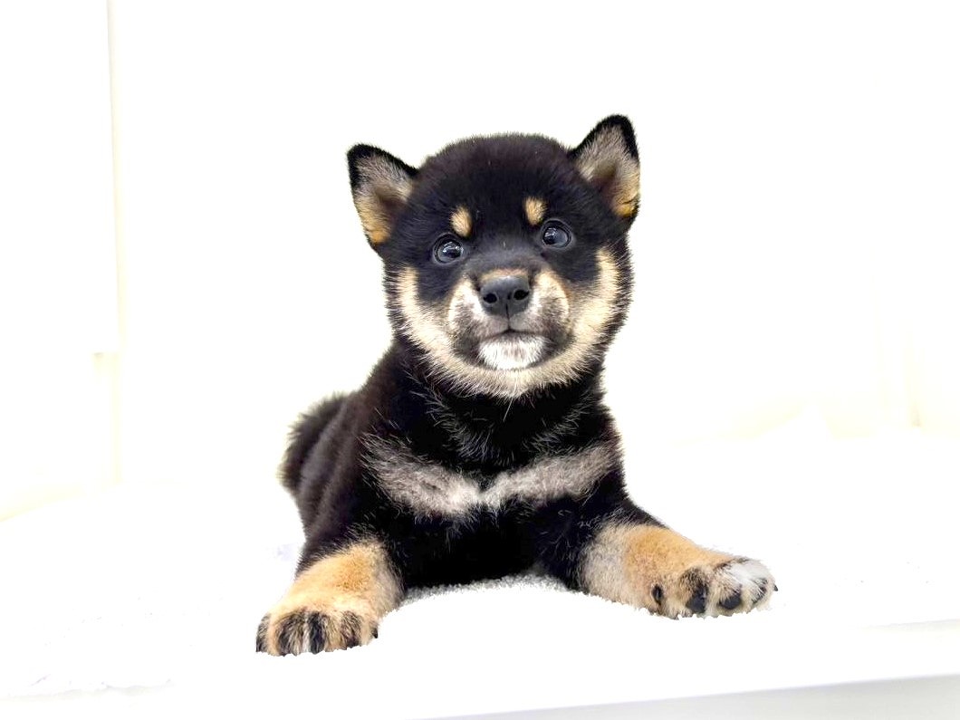 東京都の豆柴 (かねだい本町田店/2025年7月19日生まれ/男の子/黒)の子犬の1枚目の画像