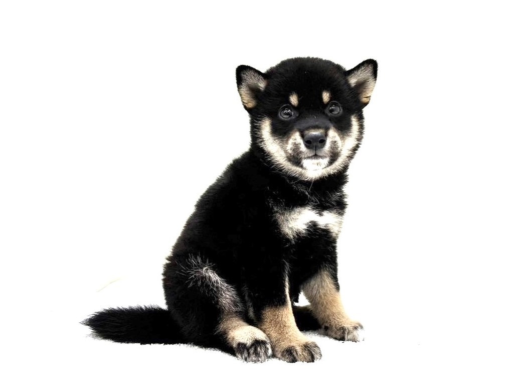 東京都の豆柴 (かねだい本町田店/2025年7月19日生まれ/男の子/黒)の子犬の2枚目の画像