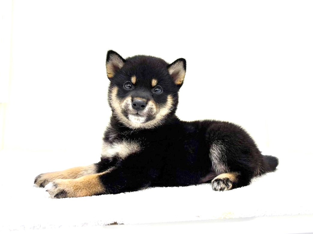 東京都の豆柴 (かねだい本町田店/2025年7月19日生まれ/男の子/黒)の子犬の3枚目の画像