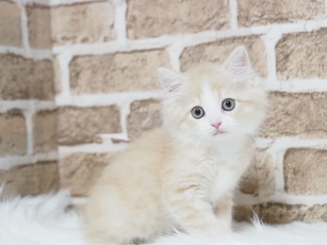 埼玉県のサイベリアン (かねだい戸田店/2025年7月18日生まれ/男の子/クリームタビーホワイト)の子猫の1枚目の画像
