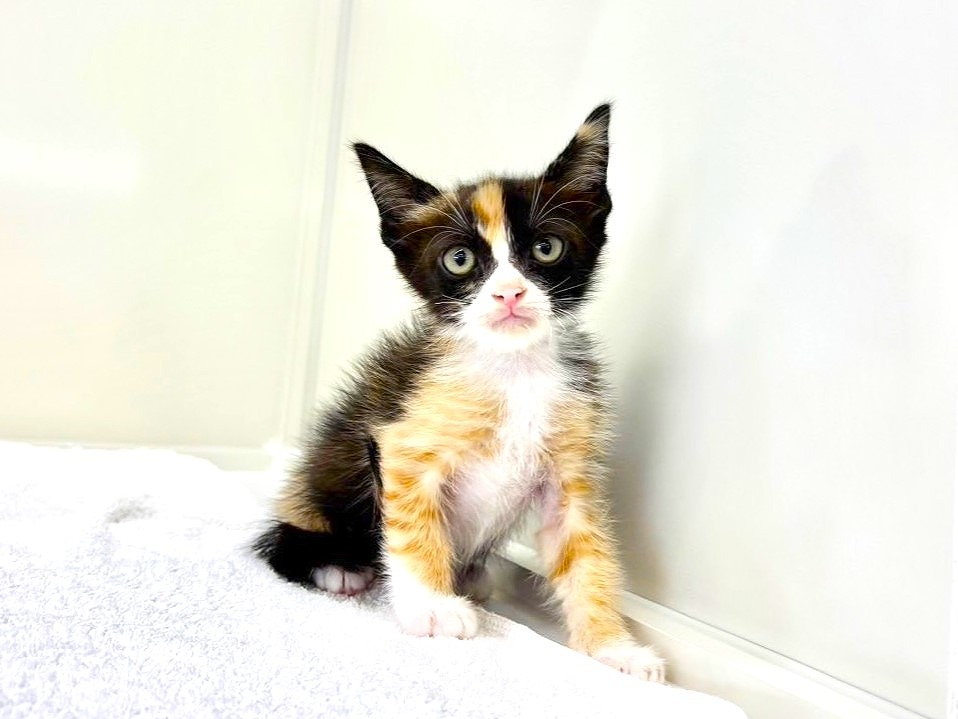 東京都のＭＩＸ猫　ラグスコ (かねだい本町田店/2025年7月5日生まれ/女の子/キャリコ)の子猫の1枚目の画像