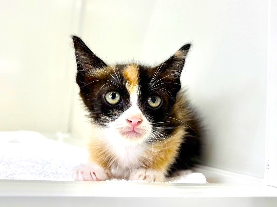 東京都のＭＩＸ猫　ラグスコ (かねだい本町田店/2025年7月5日生まれ/女の子/キャリコ)の子猫の2枚目の画像