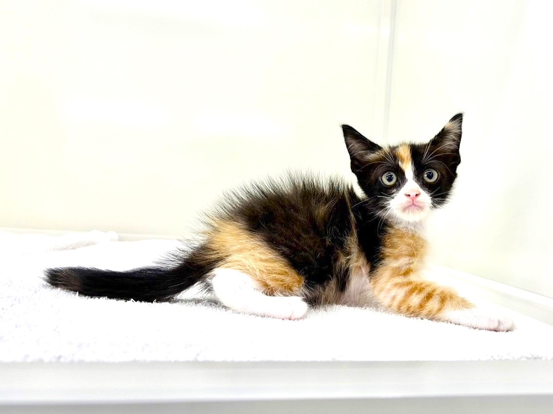 東京都のＭＩＸ猫　ラグスコ (かねだい本町田店/2025年7月5日生まれ/女の子/キャリコ)の子猫の3枚目の画像