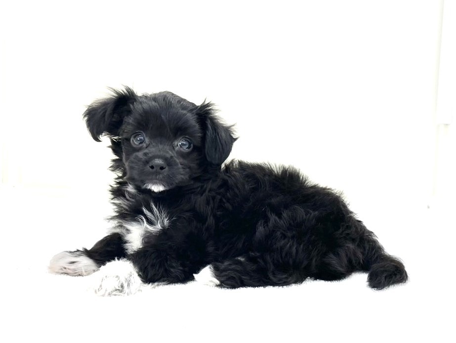 価格の安いMIX犬（父：マルチーズ 母：トイプードル