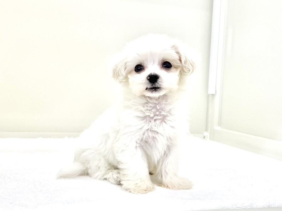トイプーママ❤️ 価格の安いMIX犬（父：マルチーズ 母：トイプードル）♂ 9月23日
